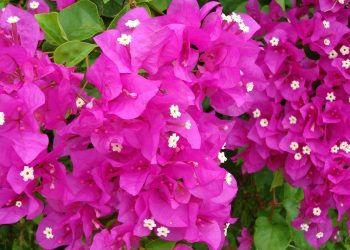 Njihuni me lulen që Naim Frashëri e solli në Sarandë