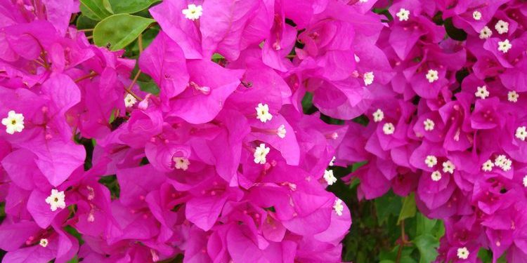 Njihuni me lulen që Naim Frashëri e solli në Sarandë