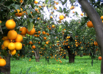 Eurostat: Shqipëria e shtata në Europë për prodhimin e portokalleve, ia kalon Francës në 2018-n