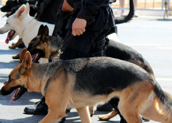 Policia i kërkon drogë prokurorisë për të stërvitur qentë