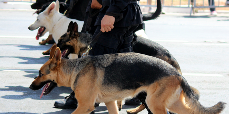 Policia i kërkon drogë prokurorisë për të stërvitur qentë