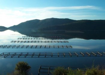 Temperaturat e larta në liqen, ulet prodhimi i midhjes në Butrint (VIDEO)