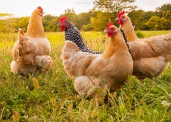 Qesharake, policia çon në prokurori rastin e vjedhjes së një pule. Plas gallata në rrjet: Ta hetojë SPAK-u (Dokumenti)