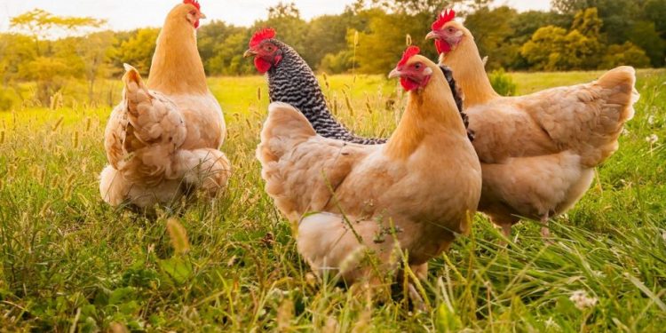 Qesharake, policia çon në prokurori rastin e vjedhjes së një pule. Plas gallata në rrjet: Ta hetojë SPAK-u (Dokumenti)