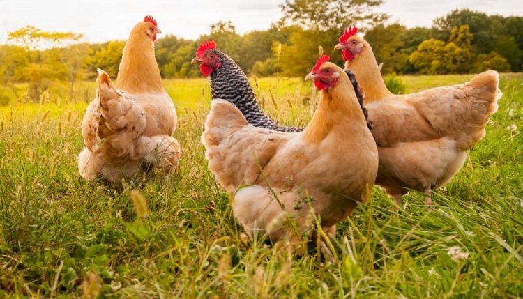 Qesharake, policia çon në prokurori rastin e vjedhjes së një pule. Plas gallata në rrjet: Ta hetojë SPAK-u (Dokumenti)