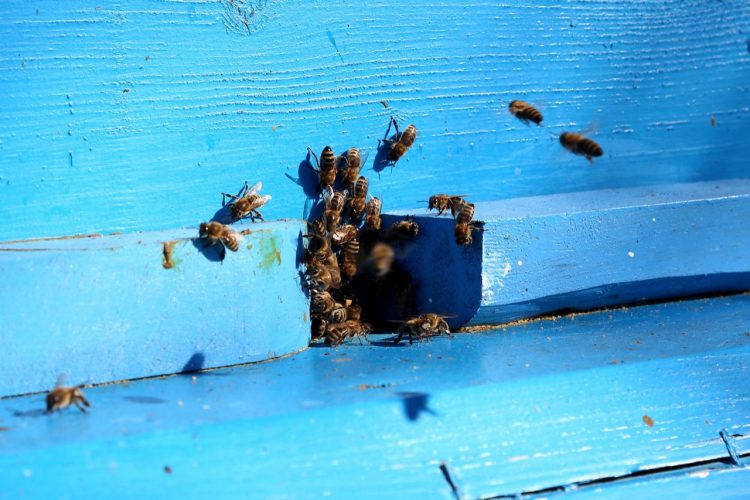 Ministri Çuçi: Presim të nisim eksportin e mjaltit drejt Kinës, subvencionojmë bletarinë edhe këtë vit (FOTO)