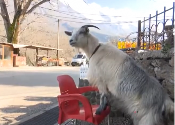 Njihuni me Tushen, dhinë që s’i ndahet shitësit ambulant tek Uji i Ftohtë Tepelenë (VIDEO)