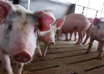 Greqia në alarm, zbulohet një rast i etheve të derrit