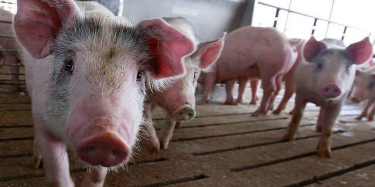 Greqia në alarm, zbulohet një rast i etheve të derrit