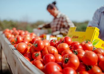 Bujqësia, bum prodhimi në 2019. Për herë të parë, mbi 300 milionë euro eksporte