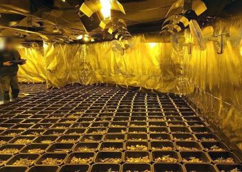 25 të arrestuar, shkatërrohet banda shqiptare që furnizonte Europën me kanabis