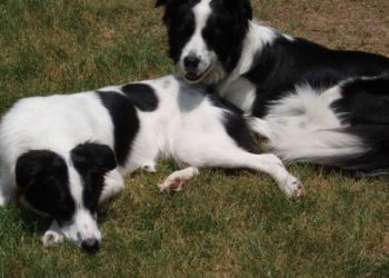 A mund të parashikojnë kafshët tërmetet?