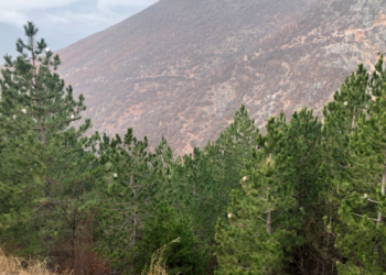 8 parqe kombëtare të prekura nga sëmundja e pishave, një ndodhet në jug