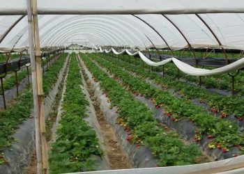 Fermerët vazhdojnë punën, masa edhe në serra kundër koronavirusit