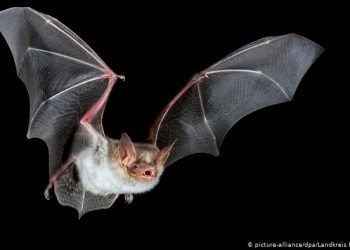 A doli koronavirusi nga një laborator kërkimor?