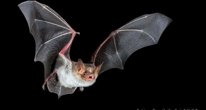 A doli koronavirusi nga një laborator kërkimor?