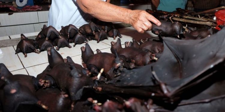 Nga tregu i kafshëve, tek arma biologjike: Gjithçka që thuhet për koronavirusin që ka vrarë mijëra njerëz