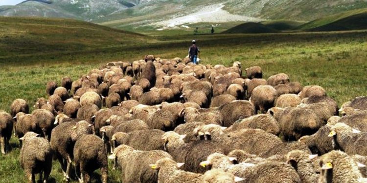 Bari në malet e tua, apo argat në fushat e Greqisë?