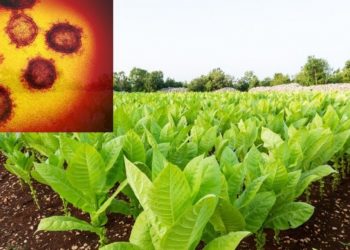 Kompania gjigante e duhanit: Kemi gjetur vaksinën për koronavirusin, ta testojmë brenda qershorit