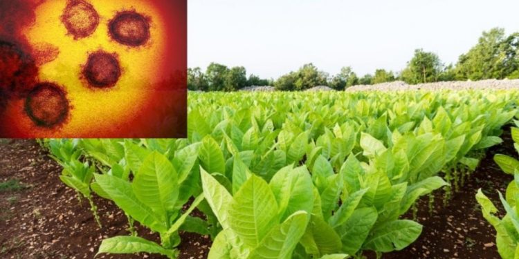 Kompania gjigante e duhanit: Kemi gjetur vaksinën për koronavirusin, ta testojmë brenda qershorit