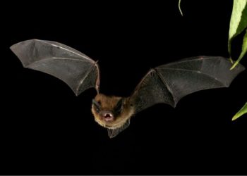 ANALIZA izraelite: Pse CoVid -19 nuk u transmetua nga lakuriqët