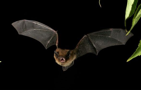 ANALIZA izraelite: Pse CoVid -19 nuk u transmetua nga lakuriqët