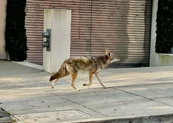 Njerëzit brenda, kafshët jashtë. Në San Francisco ujqërit zbresin në qytet (FOTO)