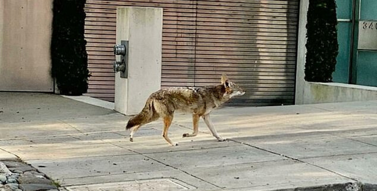 Njerëzit brenda, kafshët jashtë. Në San Francisco ujqërit zbresin në qytet (FOTO)