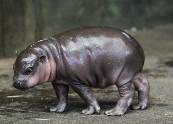 A e gjeni dot se çfarë kafshë është kjo në foto?