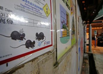 Harrojeni koronavirusin! Tjetër kërcënim prek botën, minjtë po infektojnë njerëz me hepatit E, askush nuk e di se si