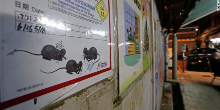 Harrojeni koronavirusin! Tjetër kërcënim prek botën, minjtë po infektojnë njerëz me hepatit E, askush nuk e di se si