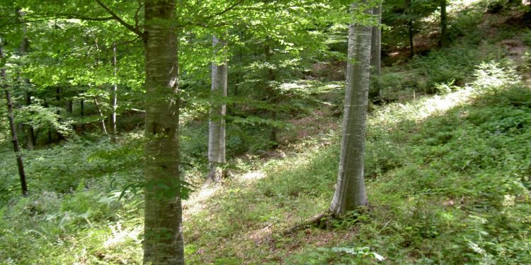 Zbulohet parcela me fidanë kanabisi në pyll, arrestohet 55-vjeçari