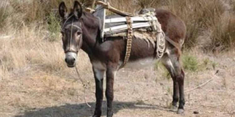 Gomari fut në sherr vëllezërit, dhunohen me dru e leva