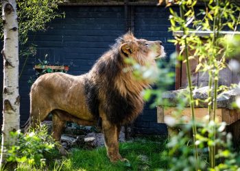Shihni si është transformuar “luani me një sy” që shpëtoi nga kopshti zoologjik i ferrit në Fier (VIDEO)