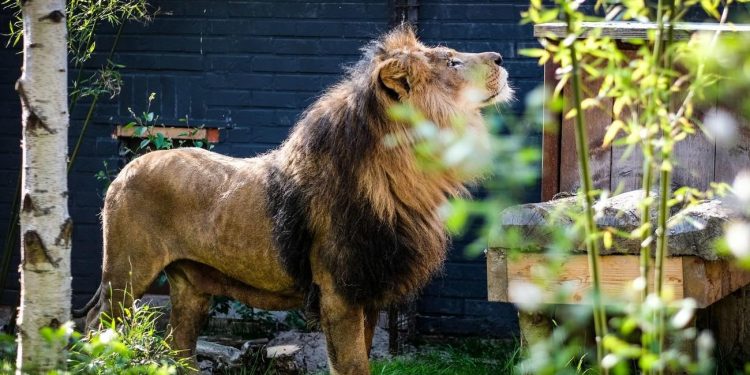 Shihni si është transformuar “luani me një sy” që shpëtoi nga kopshti zoologjik i ferrit në Fier (VIDEO)