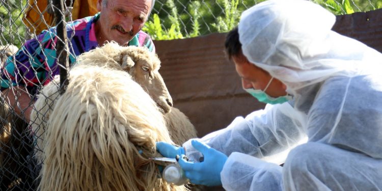 Sëmundja e plasjes, Ministria e Bujqësisë nis vaksinimin e bagëtive në 6 qarqe, mes tyre Gjirokastra e Vlora (FOTO)