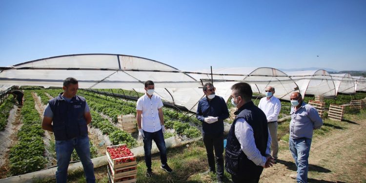 Mbështetja për bujqësinë, Çuçi: Rimbursohet TVSH-ja për fermerët që rinovojnë plastmasin e serrave (FOTO)