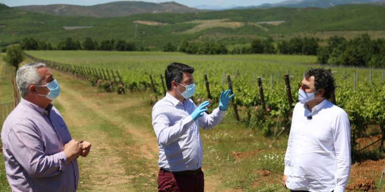 Çuçi: Po bëjmë gati një ligj të ri për vreshtarinë dhe Kadastrën e Vreshtit (FOTO)