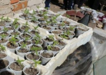 Kubikë me kanabis në Tepelenë gati për mbjellje, dy të arrestuar