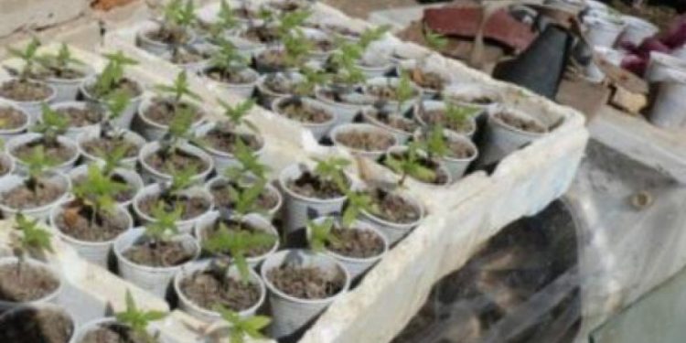 Kubikë me kanabis në Tepelenë gati për mbjellje, dy të arrestuar