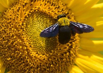 Pse bletët më në fund po gjallërohen