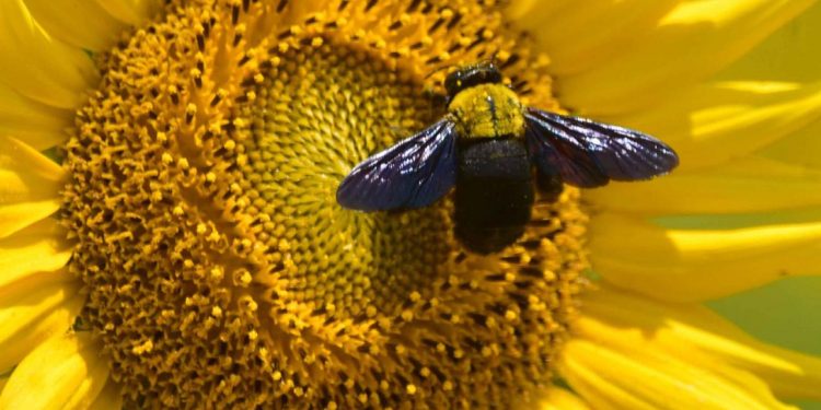 Pse bletët më në fund po gjallërohen