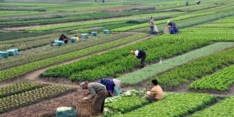 Punësimi sezonal pa viza në Greqi, ja si të aplikoni