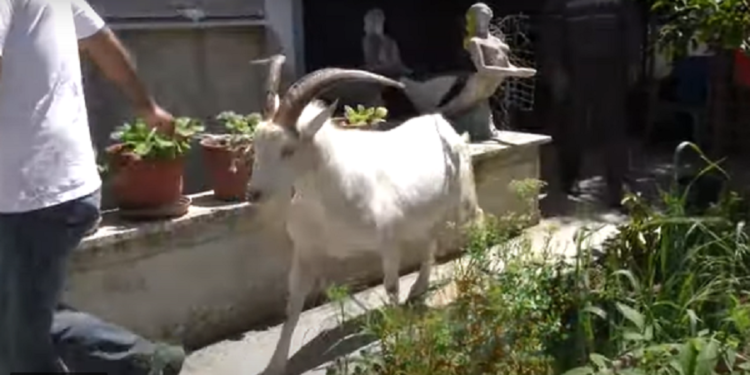 Në Fier ndodh çudia, cjapi bën qumësht (VIDEO)