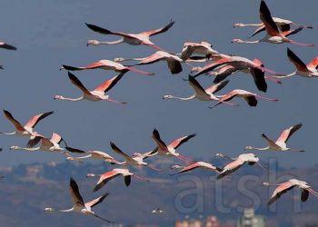 The Washington Post: Flamingot po dynden drejt lagunës shqiptare