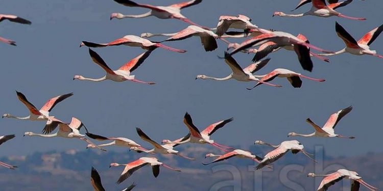 The Washington Post: Flamingot po dynden drejt lagunës shqiptare