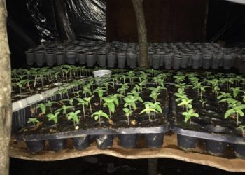 Kultivoi kanabis në fshat, arrestohet 52-vjeçari, nën hetim një tjetër person