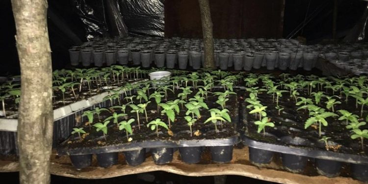 Kultivoi kanabis në fshat, arrestohet 52-vjeçari, nën hetim një tjetër person