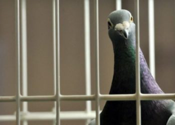 India ‘arreston’ pëllumbin, dyshohet se ishte mjet spiunazhi nga Pakistani