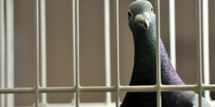 India ‘arreston’ pëllumbin, dyshohet se ishte mjet spiunazhi nga Pakistani